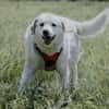 Bailey, unkomplizierter Senior, 10J 0738