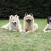 Goldige Crumble sucht Neuanfang