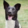 Goldige Crumble sucht Neuanfang