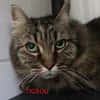 Tigrou
