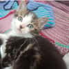 TIOKA