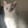 ARTEMIS
