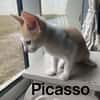 PICASSO