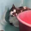 FELIX