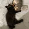 Sparrow et Angelo