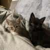 Sparrow et Angelo
