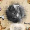 Kimy