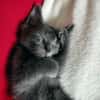 Berlioz