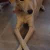 Suzie la douce louloute