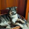 ❤Rudy❤ sucht sein Zuhause