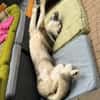 ❤Rudy❤ sucht sein Zuhause