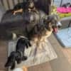 ❤Rudy❤ sucht sein Zuhause