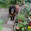 Richie sucht einen Gnadenplatz