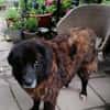 Richie sucht einen Gnadenplatz