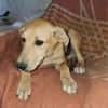 Familienhund Nicki sucht ein Körbchen