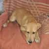 Familienhund Nicki sucht ein Körbchen