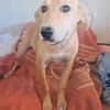 Familienhund Nicki sucht ein Körbchen