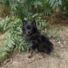 Bobby ein kleiner Pomeranien Spitz