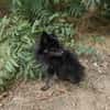 Bobby ein kleiner Pomeranien Spitz