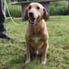 Charlie- Senior sucht ruhiges Plätzchen
