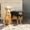 Charlie- Senior sucht ruhiges Plätzchen