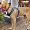 Charlie- Senior sucht ruhiges Plätzchen