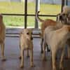 Raphis im Tierheim Lüdinghausen