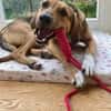 Freddi  ein richtig toller Hundekumpel
