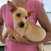 Lulu im Tierheim Sulzbach