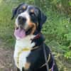 Harry Potter, su. Bernersennenhundfans