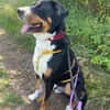 Harry Potter, su. Bernersennenhundfans