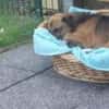 Roger/Bobi 35 cm (Pflegestelle)