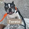 TORETO, m., kastr., Franz. Bulld. 38 cm