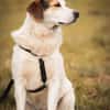 Sharky: Menschenfreund sucht Familie