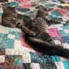 MaineCoone-Mix-Kittenpärchen sucht dich