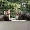 MaineCoone-Mix-Kittenpärchen sucht dich
