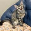 MaineCoone-Mix-Kittenpärchen sucht dich