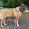Freddy Wachhund su. Familienanschluß