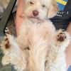 Charakterkopf Lucky sucht dich!