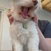 Charakterkopf Lucky sucht dich!