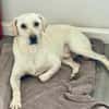 ❤ Bongo, Pflegefamilie 41812 Erkelenz
