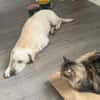 ❤ Bongo, Pflegefamilie 41812 Erkelenz