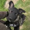 Laroche  dein neuer bester Hundekumpel