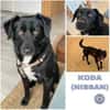KODA -treuer Begleiter-