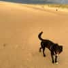 KODA -treuer Begleiter-