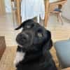 KODA -treuer Begleiter-