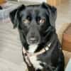 KODA -treuer Begleiter-
