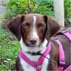 Tayla1 sucht ein Zuhause