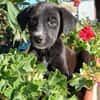 Cooper im Tierheim Sulzbach