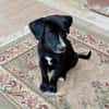 Cooper im Tierheim Sulzbach